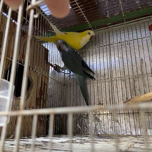 quaker-parrots-for-sale-in-crosby-tx