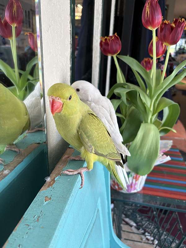 ringneck-parakeet-for-sale