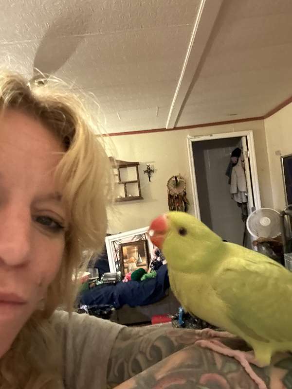 green-ringneck-parakeet-for-sale