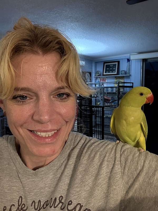 ringneck-parakeet-for-sale-in-port-charlotte-fl