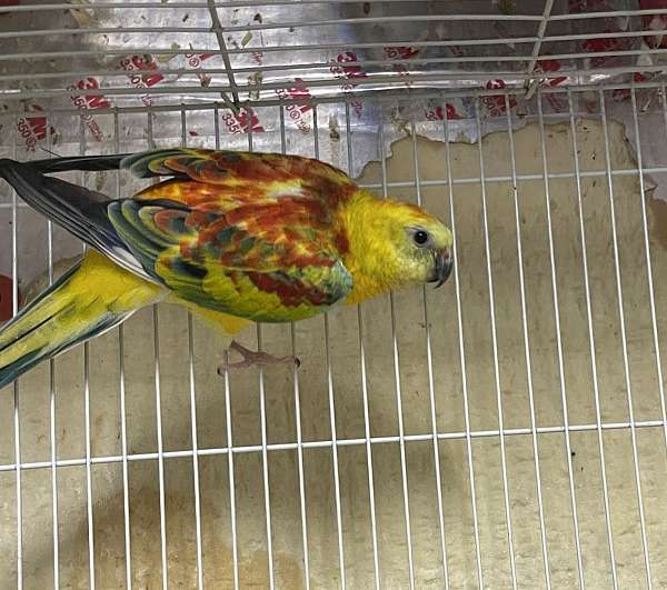 red-rumped-parakeet-for-sale-in-crosby-tx