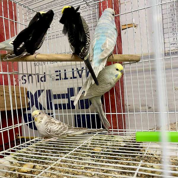 parakeet-for-sale-in-crosby-tx