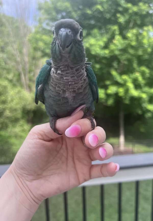 mixed-conure-green-cheek-conure-for-sale