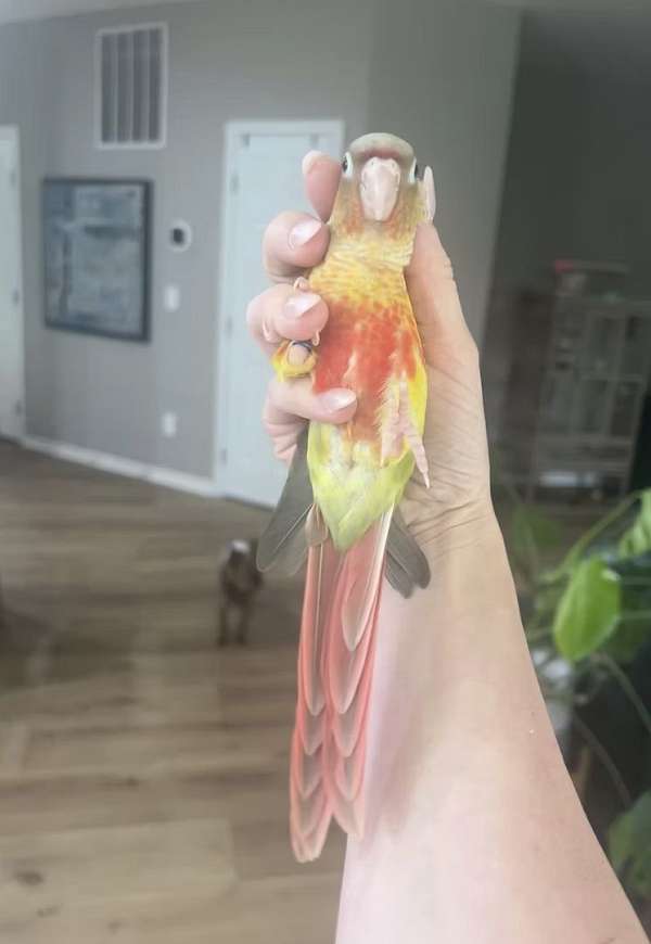 tan-conure-green-cheek-conure-for-sale
