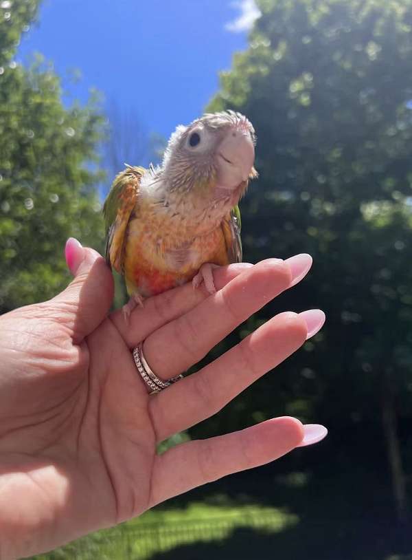 tan-bird-for-sale-in-gainesville-va