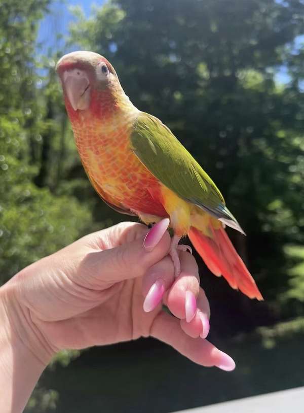 orange-companion-playful-bird-for-sale