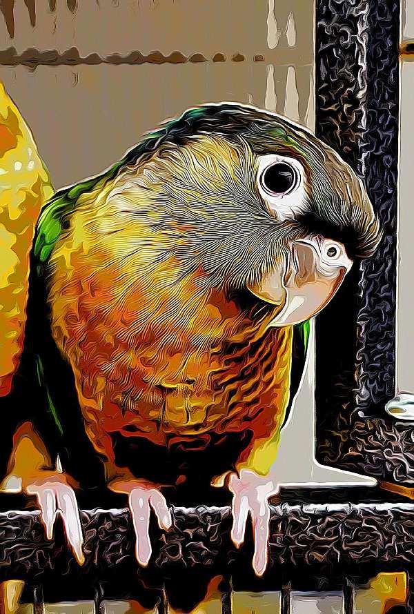 cherry-bird-for-sale-in-ocala-fl