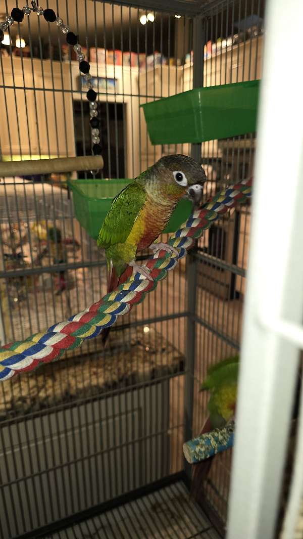 pineapple-bird-for-sale-in-ocala-fl