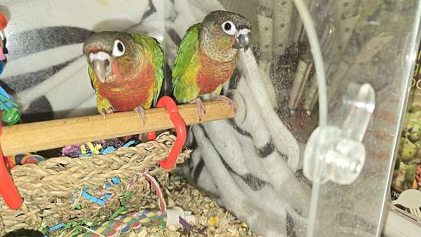 exotic-bird-for-sale-in-ocala-fl