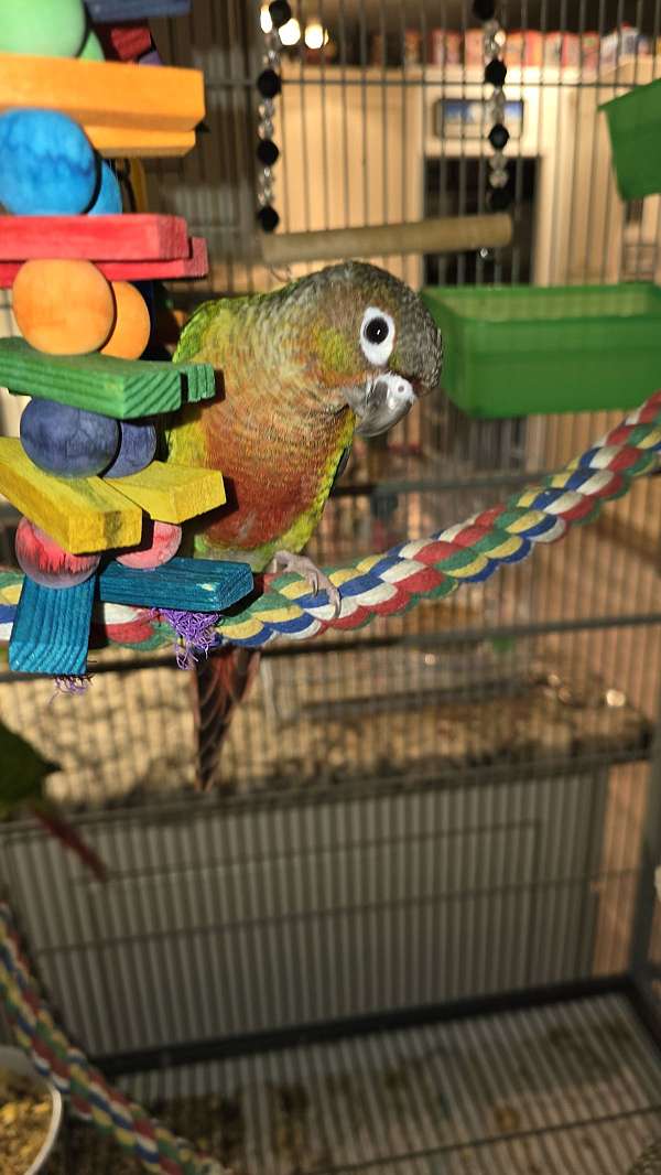 fancy-bird-for-sale-in-ocala-fl