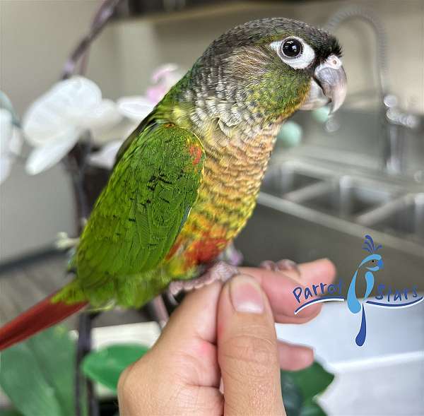 green-cheek-conure-for-sale