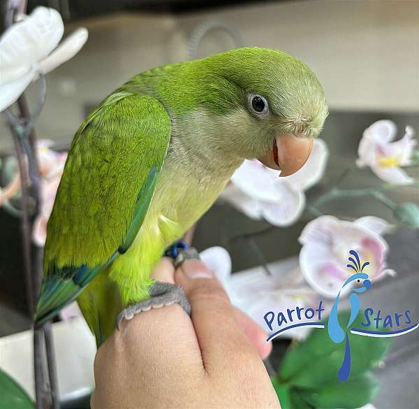quaker-parrots-for-sale