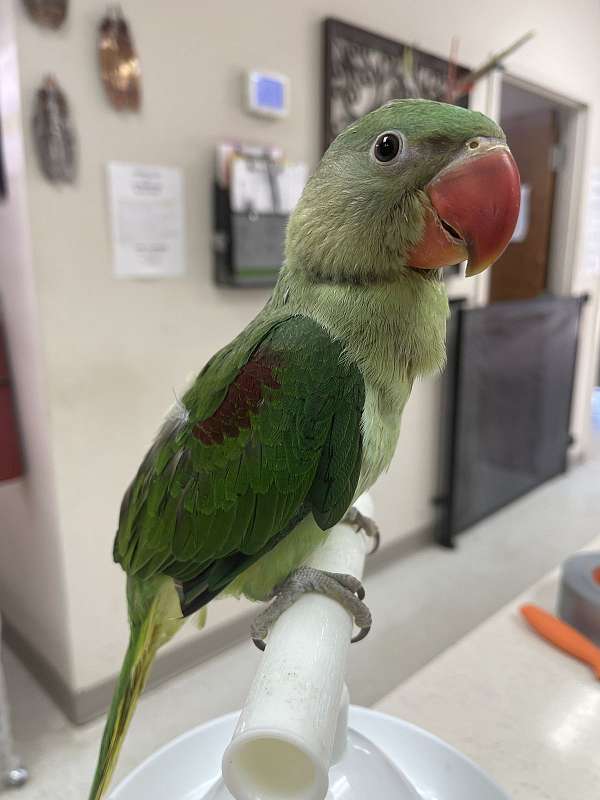 alexadrine-parakeet-for-sale-in-norcross-ga