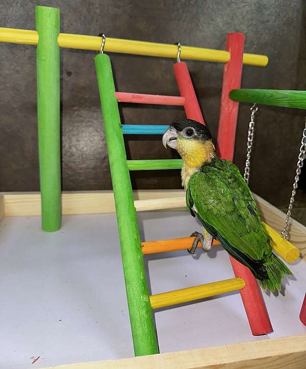 caique-for-sale-in-st-petersburg-fl
