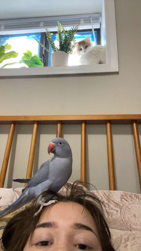 parrot-for-sale