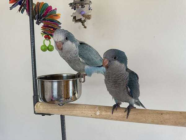 small-bird-for-sale-in-spartanburg-sc
