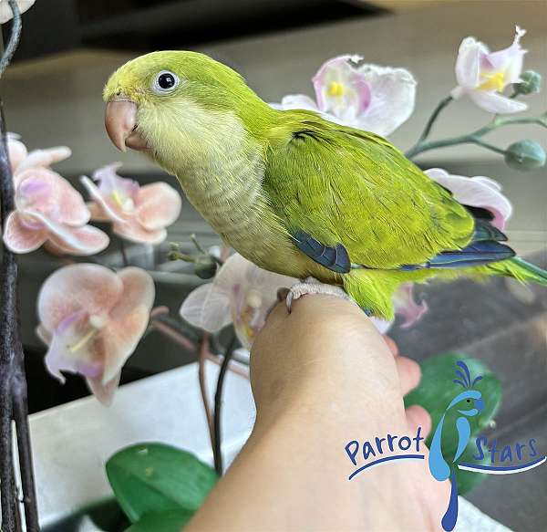 quaker-parrots-for-sale