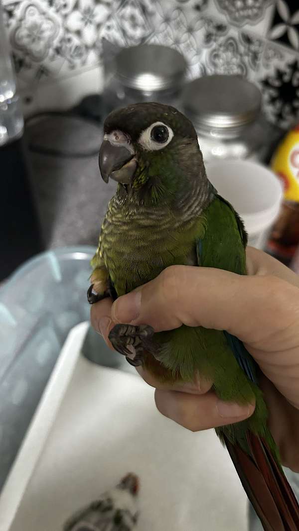 green-bird-for-sale-in-bethlehem-pa