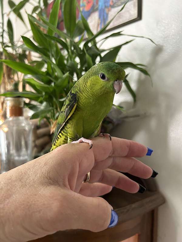 lineolated-parakeet-for-sale-in-layton-ut