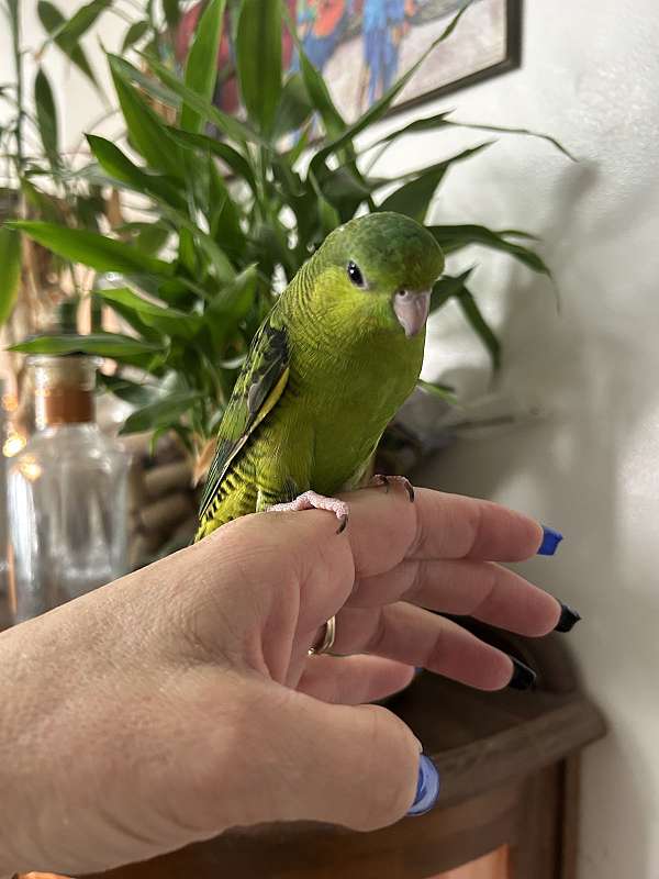lineolated-parakeet-for-sale