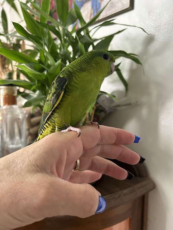 bird-for-sale-in-layton-ut