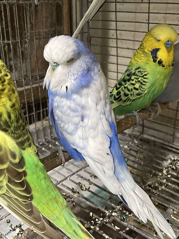 budgerigar-parakeet-for-sale-in-yorba-linda-ca