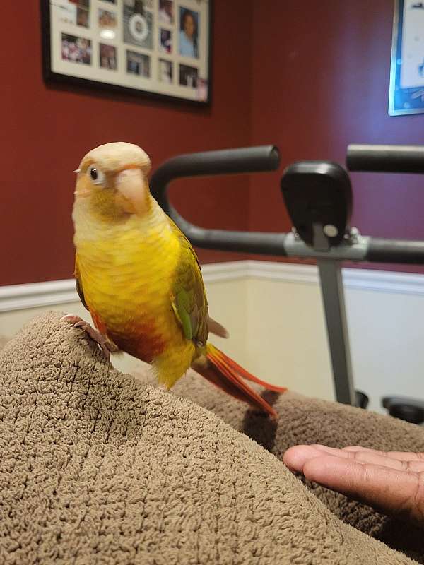 conure-for-sale-in-upper-marlboro-md