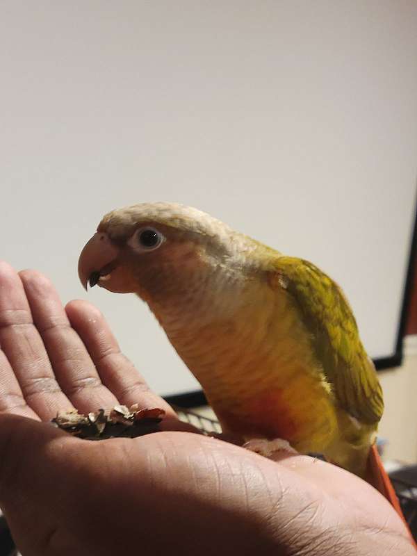 bird-for-sale-in-upper-marlboro-md