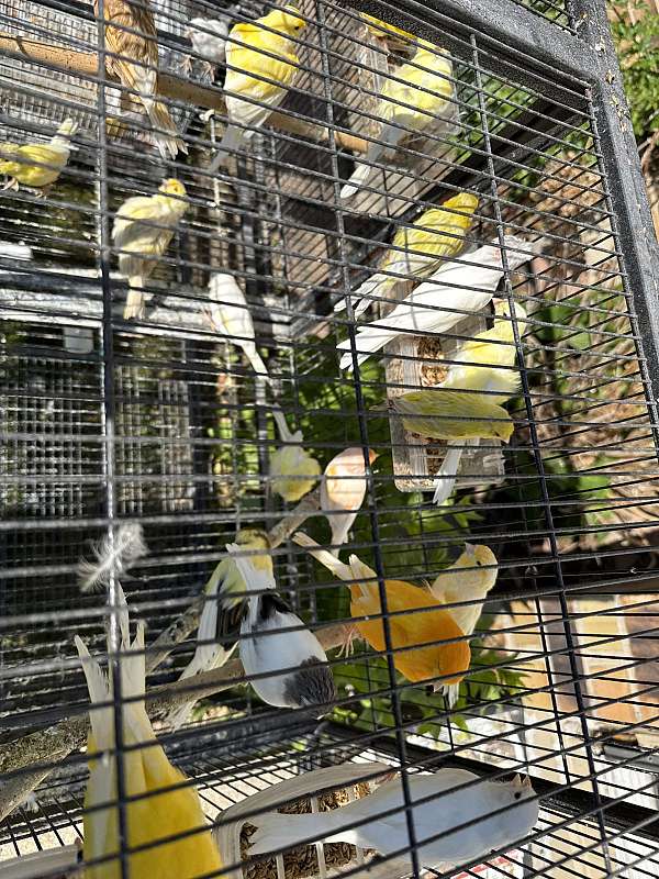 canary-for-sale-in-tinley-park-il