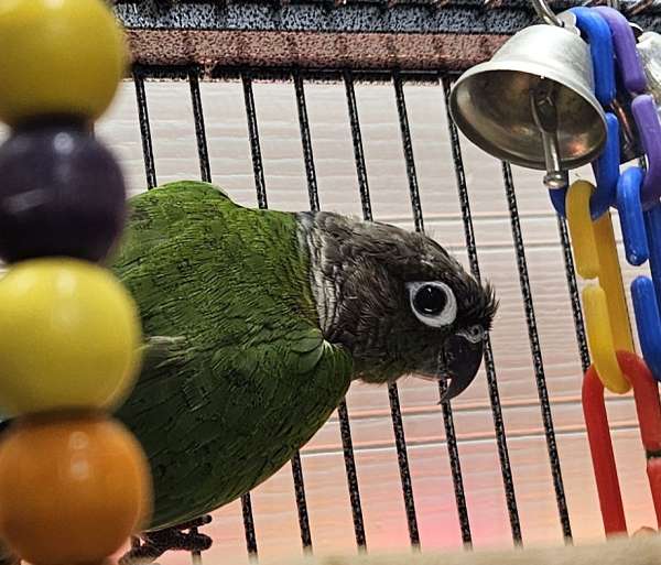 conure-for-sale