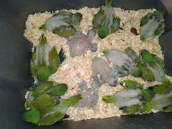 quaker-parrots-for-sale