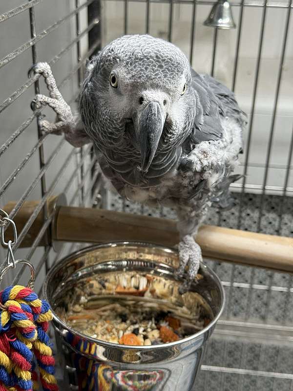 african-grey-parrot-for-sale