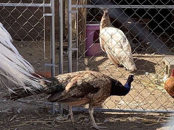 purple-bird-for-sale-in-reno-nv