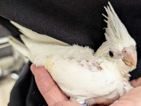 cockatiel-for-sale