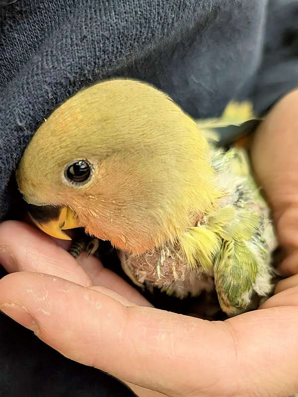 peach-faced-lovebird-for-sale
