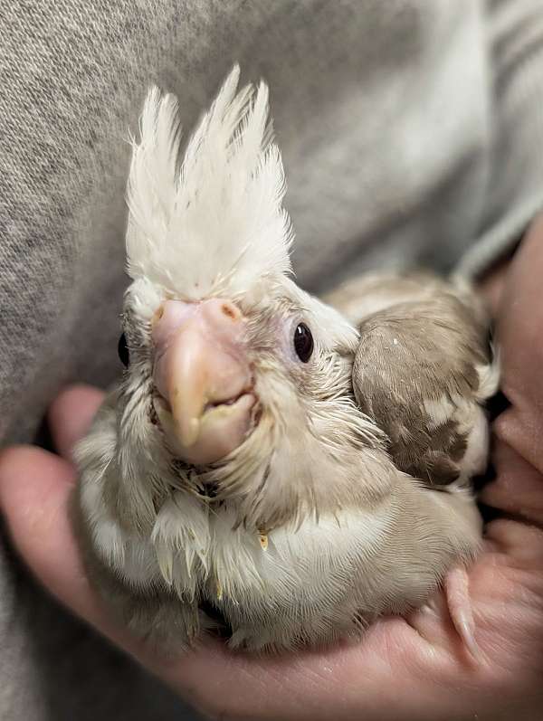cockatiel-for-sale