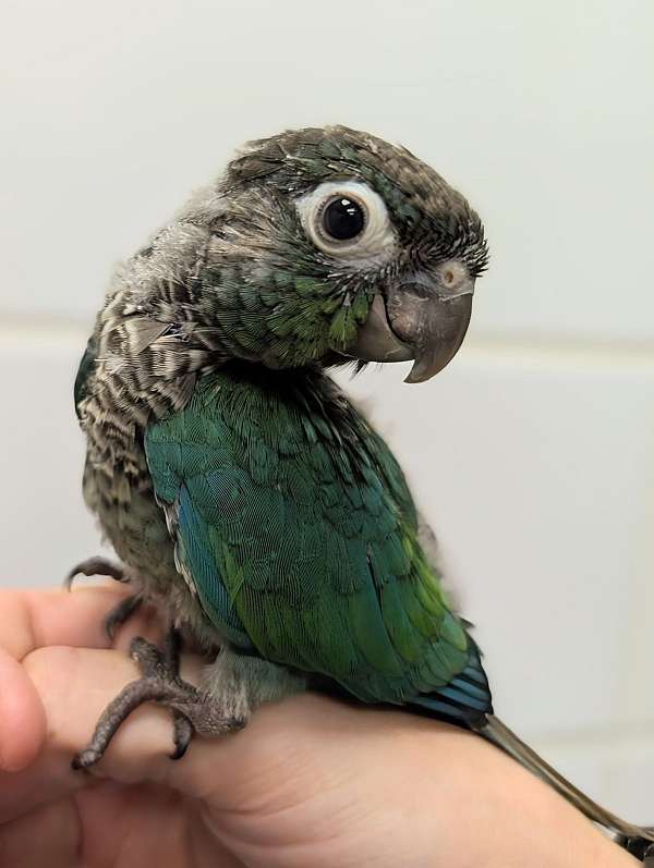 green-cheek-conure-for-sale