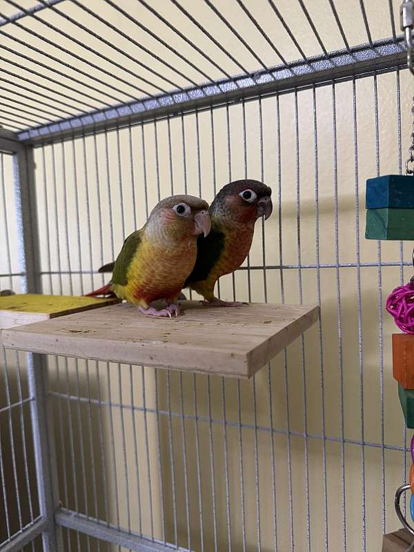 green-cheek-conure-for-sale