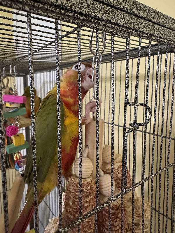 green-cheek-conure-for-sale-in-milford-oh