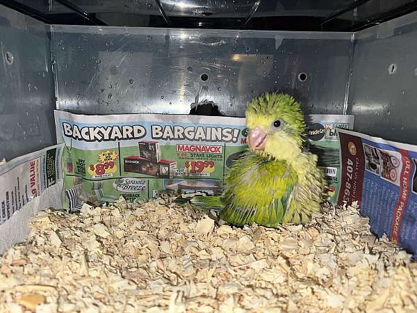 quaker-parrots-for-sale
