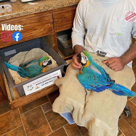 blue-gold-macaw-for-sale