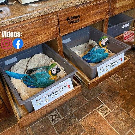 blue-gold-macaw-for-sale-in-austin-tx