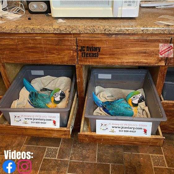 blue-yellow-bird-for-sale