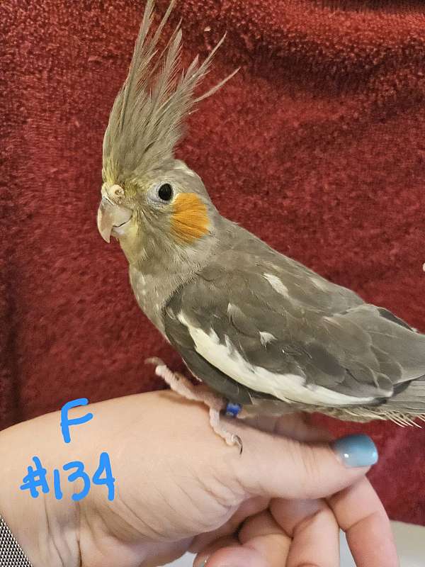 baby-bird-for-sale-in-north-chesterfield-va
