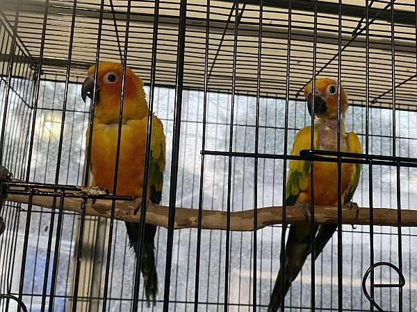 sun-conure-for-sale-in-rowland-heights-ca