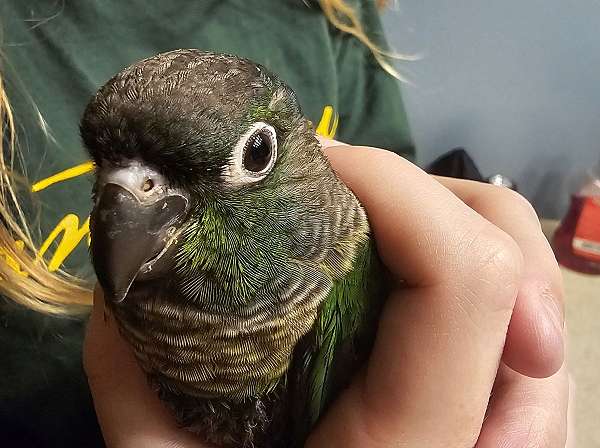 bird-parrot-for-sale-in-buffalo-mn