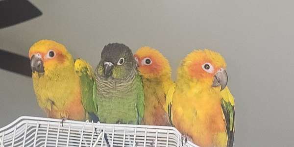handfed-tame-bird-for-sale-in-buffalo-mn
