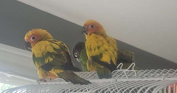 green-bird-for-sale