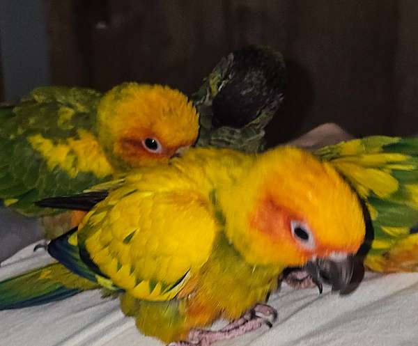 green-bird-for-sale-in-buffalo-mn