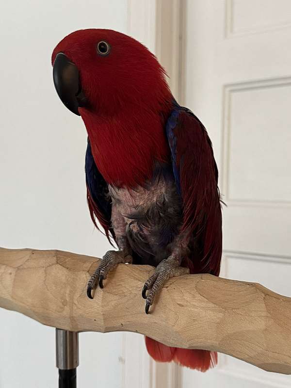 solomon-island-eclectus-parrots-for-sale-in-west-st-paul-mn